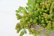 画像3: 多肉植物 セダム サクサグラレ モスグリーン 2.5寸苗 (3)
