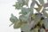 画像3: 多肉植物 セダム カラスミセバヤ 2.5寸苗