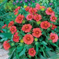 ガイラルディア アリゾナレッドシェード