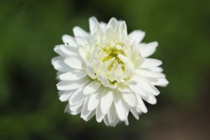 画像1: 八重咲きローマンカモミール