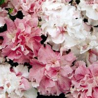 八重咲きペチュニア ダブルカスケード オーキッドミスト（花なし苗）