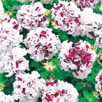 八重咲きペチュニア ピロエット パープル（花なし苗）