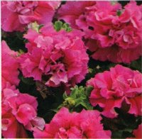 八重咲きペチュニア ダブルカスケード ピンク（花なし苗）