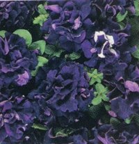 八重咲きペチュニア ダブルカスケード ブルー（花なし苗）