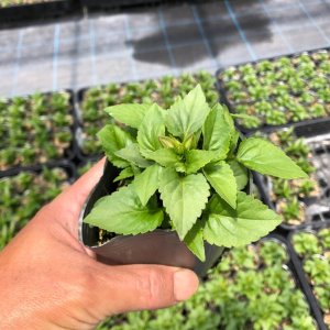 画像2: トレニア レモンドロップ 夏に強く長く咲く！