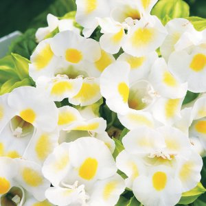 画像1: トレニア レモンドロップ 夏に強く長く咲く！