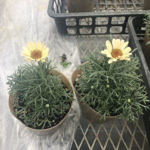 画像2: ローダンセマム ムーン