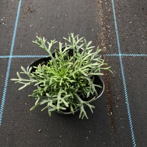 画像3: ローダンセマム ムーン