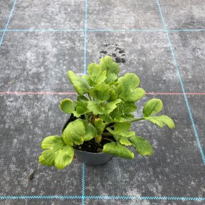 画像2: ラナンキュラス ルージュルージュ