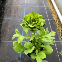 ラナンキュラス グリーン