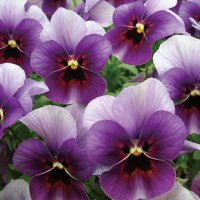 ビオラ ももか ぶどう（花なし苗）