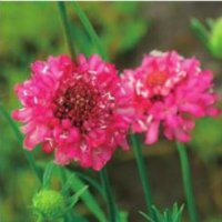 スカビオサ クイズ サーモンピンク 耐寒性 切花種