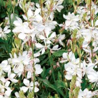 ガウラ エメリン ホワイト 耐寒性宿根草