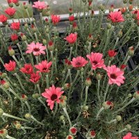 ローダンセマム マーズ