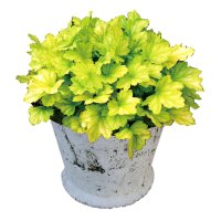 ヒューケラ ドルチェ フローズンマスカット PW