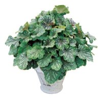 ヒューケラ ドルチェ チョコミント PW