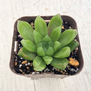 画像1: 多肉植物 ハオルチア クーペリー 2.5寸苗