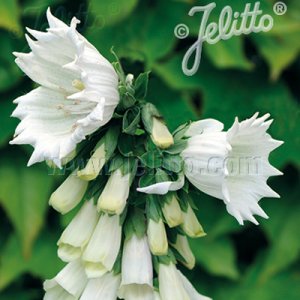 画像2: ジキタリス モンストローサ ホワイト