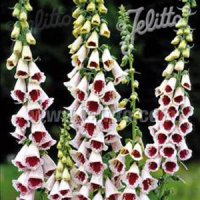 ジキタリス エルシーケルシー