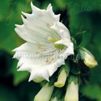 ジキタリス モンストローサ ホワイト