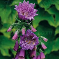 ジキタリス モンストローサ パープル