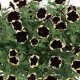ハイブリッドペチュニア レイ ブラックムーンライジング（花なし苗）分枝多くコンパクト！