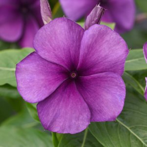 画像1: ビンカ タトゥーブルーベリー 花の色が変化するビンカ
