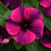 ビンカ タトゥーブラックチェリー 花の色が変化するビンカ