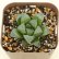画像1: 多肉植物 ハオルチア レツーサ 2.5寸苗 (1)