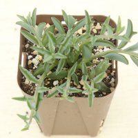 多肉植物 セネシオ ドルフィンネックレス 2.5寸苗
