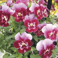 小輪パンジー わらく ストロベリー（花なし苗）