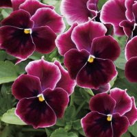 小輪パンジー わらく プチグレース（花なし苗）