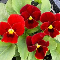 ビオラ ももか ほむら（花なし苗）