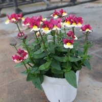 フレグランスネメシア アップルパイ