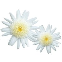 マーガレット バニラボネット PW 半耐寒性多年草