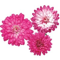 マーガレット フランボワーズスフレ PW 半耐寒性多年草