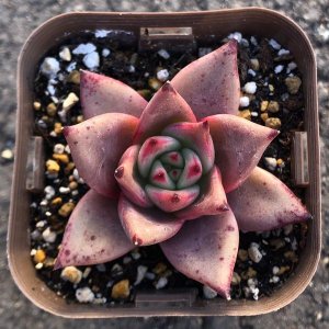 画像1: ●多肉植物 エケベリア アガボイデス ブラッディーロメオ 2.5寸苗