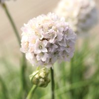 アルメリア モーニングスター ホワイト