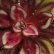 画像3: ◆多肉植物 エケベリア ノドローサ ベニツカサ 2.5寸苗 (3)