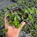 画像2: スーパートレニア カタリーナ アイスリバー PW 強くて大輪咲き品種！ (2)