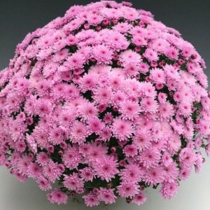 画像1: クリサンセマム（ポットマム）アラモード ピンク つぼみ付き苗