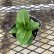 画像2: ハイドランジア コットンキャンディー シルクサファイア ※土の酸性度によりどちらかの色が咲きます。 (2)