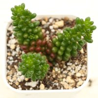 多肉植物 セダム レッドベリー 2.5寸苗