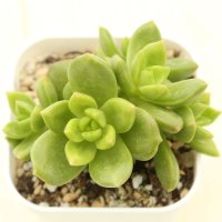 ●多肉植物 エケベリア アップルフラワー 2.5寸苗