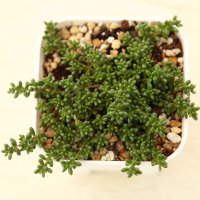 多肉植物 セダム ファロフォーム 2.5寸苗