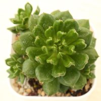 ●多肉植物 エケベリア レッドランタン 2.5寸苗