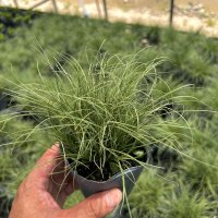 カレックス アマゾンミスト（耐寒性多年草）