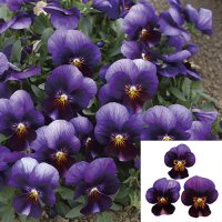 ビオラ ももか ねおん（花なし苗）