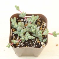 多肉植物 エキノス 碧魚連（ヘキギョレン）2.5寸苗 希少品種！　