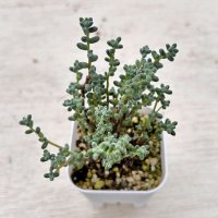 多肉植物 セダム 木立プレビフォリウム 2.5寸苗